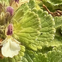 Teucrium pyrenaicum